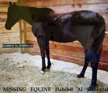 MISSING EQUINE Habibit Al Jameelah, $750.00 REWARD  Near Marion, AL,  36756